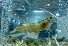 对虾塘子底臭底黑怎么办？虾池底泥黑臭怎么处理？教你轻松化解