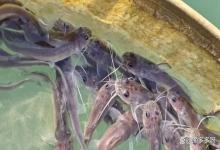 鱼白点病怎么治疗？怎样快速消除鱼白点病？这个方法好