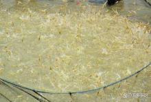 虾塘如何快速肥水？虾塘肥水用什么效果好？技巧来啦！