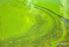 螃蟹塘水浓绿有少量蓝藻怎么办？怎么快速处理蟹塘老绿水？速看！