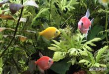 鱼缸硝酸盐和亚盐超标怎么降？鱼缸亚硝酸盐和硝酸盐都高怎么办？