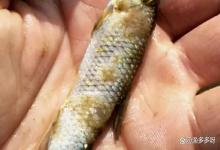 鱼有水霉病如何治？鱼有水霉病用什么药？赶快关注这个方案！