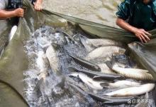 鱼塘开春驱虫时机该如何选择？开春鱼塘几月份开始驱杀寄生虫？