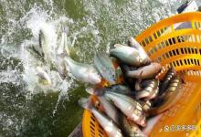 鲈鱼塘水总是肥不起来怎么办？万能肥水配方，一年四季都能用