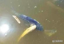为什么没受伤的鱼也得水霉？水产养殖为什么水霉这么难处理？