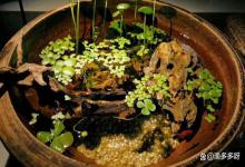 生态缸水浑浊怎么办？生态鱼缸里的水老发浑怎么办？本文告诉你