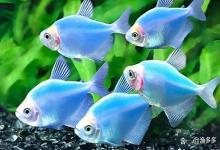 鱼缸水质变差的四大前兆，还不知道的鱼友赶紧看！别等鱼死才后悔