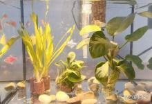 鱼缸换水为什么越换水越浑浊？鱼缸为什么换了水还是发白浑浊？