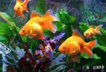 鱼缸换水后突然水质变浑浊是为什么？鱼缸换水后水浑浊是什么原因