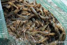 水产补菌是智商税吗？那是你没用对！揭秘水产用菌的三大误区！