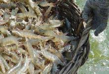 愁！虾塘连续阴雨天不敢改底？该怎么改底？老虾农亲授无风险方案