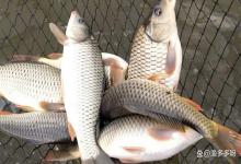 鲫鱼烂鳃怎么治疗？鲫鱼鳃壳表面烂了怎么办？这里说清楚