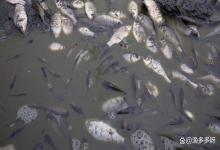 春季鱼塘水质发黑怎样处理？鱼塘水发黑发浑怎么处理呢？看这几招