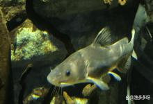 鱼塘水黑色是怎么回事？鱼塘水变黑的原因及处理办法，本文说清楚