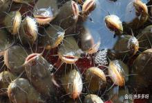 鱼塘下风口有泡沫需要处理吗？这可是危险信号！必须处理！