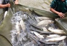 低温转鱼，为何有的鱼塘安然无恙，有的却损失惨重？差别在这几点