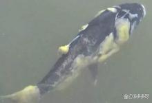 庆大霉素是水霉病的克星吗？水霉病用庆大霉素行吗？干货满满