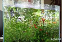 鱼缸水浑全部换水可以吗？鱼缸里水混浊可以都换了吗？你做错了吗