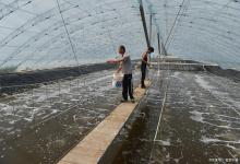 小棚养虾总出问题？八成是改底没做好！这样做效果立竿见影？