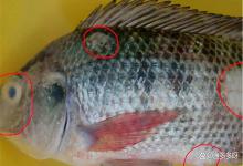 鱼感染车轮虫用拌料驱虫可以吗？鱼车轮虫病怎么消灭？这里有方法