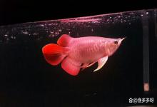 鱼缸水质不好怎样改变水质？鱼缸水质不好导致鱼生病怎么办？