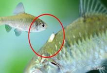怎样去除鱼体内的寄生虫？治疗鱼体内寄生虫药有哪些？建议收藏