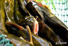 鱼驱虫用什么药？鱼驱虫药怎么用？告诉你一个非常简单的法子