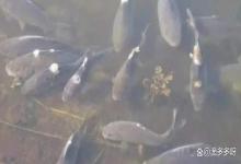 黑坑鱼身上长了水霉怎么办？鱼塘里的鱼身上长了水霉病怎么办？