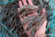 对虾塘水体出现浓绿暗绿怎么办？虾塘浓绿水怎么调清？建议收藏