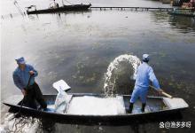 鱼塘水霉病用石灰可以吗？鱼塘撒石灰可以治疗水霉病吗？速看