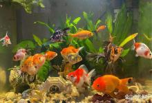 金鱼缸亚硝酸盐超标怎么办？如何把亚硝酸盐从爆表干到零！速看