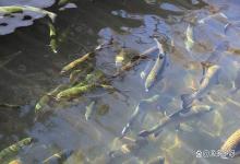 大雪节气后水产养殖有哪些重点的工作需要做？做好这几点很重要