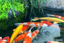 观赏鱼池亚硝酸盐超标怎样调水？锦鲤鱼池亚硝酸盐超标怎么处理？