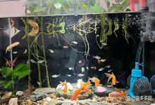 鱼缸换了水为啥亚硝酸盐还高？鱼缸一天不换水亚硝酸盐就高咋办？