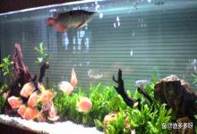 养鱼缸里水浑浊怎么办？水族箱水浑浊怎么处理？核心关键是这2点