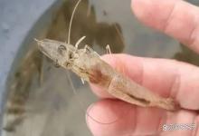 肠道发红虾不吃料怎么办？对虾吃料慢、肠道发红怎么办？速看！