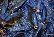 池塘鱼得了水霉病用换水吗？池塘鱼得了水霉病怎么治疗？速看