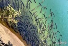 四大鱼塘冬季肥水总失败？个关键条件肥效翻倍，鱼群不出错问题！