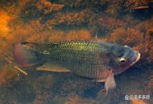 越冬鱼如何降低虫害？如何防止鱼类越冬期间出现寄生虫感染？