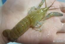 虾塘用什么肥水是最好？虾塘缺微量元素肥不起来用什么好？