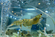 冬棚虾水浑浊怎么处理？冬棚虾塘水浑亚盐高怎么处理？技巧来啦！
