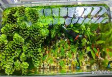 鱼缸硝酸盐和亚硝酸盐怎么降下来？如何降低鱼缸中的亚硝酸盐？