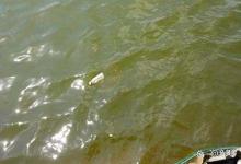 暴雨过后如何快速恢复池塘水质？养虾台风暴雨后，如何快速恢复水质？