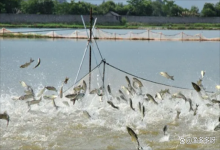 水产养殖低温肥水？水产怎么肥水？老鱼农告诉你