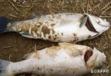 鱼鳃上面烂怎么回事？鱼烂鳃能自愈吗？看完就明白了