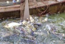 池塘如何肥水？池塘肥水需要哪些肥料？拿走不谢！