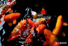 鱼池亚硝酸盐高如何处理？庭院鱼池亚硝酸盐突然升高怎么降？