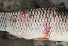 鱼体寄生虫怎么解决？鱼体寄生虫推荐用药，我来告诉你
