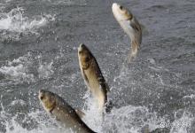 如何预防鱼塘车轮虫的再次感染？鱼塘车轮虫怎样判断？养殖户速看