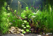 鱼缸里的水浑浊用什么药？鱼缸净化水质用什么药？教你快速解决
